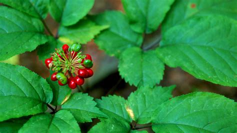AMERICAN GINSENG .